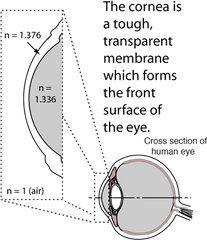 Scale Model Of Human Eye - Ciliary Muscle Of The Eye Png