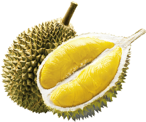 Home - Durian Png