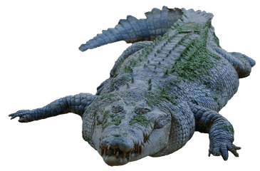 Crocodile Png Image Gator