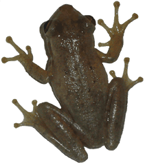 New Born Frog Png Transparent Image - Transparent Background Frog Png