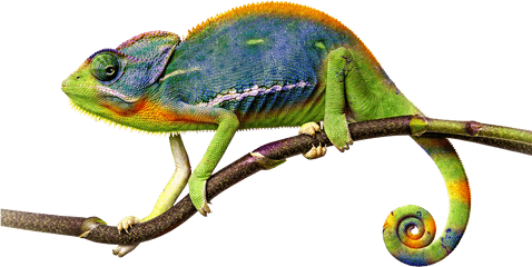 Chameleon Png Hd Transparent Hdpng Images Pluspng - Transparent Chameleon Png