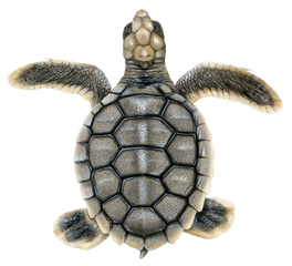 Flatback Upwell Png Sea Turtle