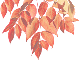 Autumn - Leavestransparentpngimagesfreedownload018 Fall Watercolor Leaves Png