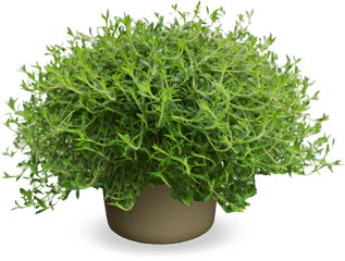 Thymus Citriodorus Lemonade Png