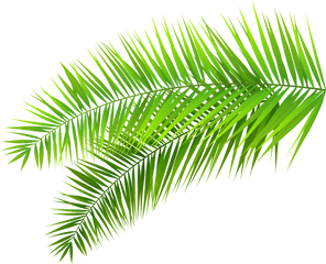 Palm Leaves Transparent Png Clipart - Palm Leaf Transparent Background