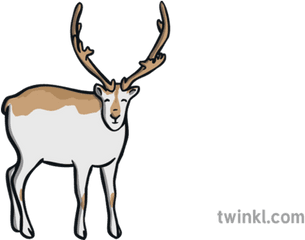 Peary Caribou Illustration - Reindeer Png