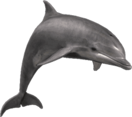 Jumpnig Dolphin Png Transparent Image - Bottlenose Dolphin Png