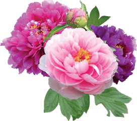 Free Peonies Png Download Clip - Peony Flower Transparent Background