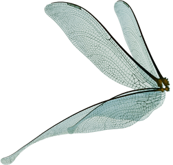 Fairy Wings Render By Frozenstocks - Transparent Fairy Wings Side View Png