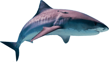 Png Images Transparent Free Download - Difference Between A Tiger Shark And A Great White