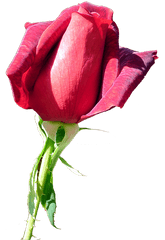 Rose Red - Free Image On Pixabay Garden Roses Png