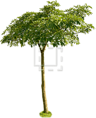 Small Leaf Tree Wide Canopy - Small Tree With Canopy Png