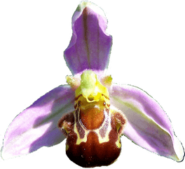 Flower Of Bee Orchid Ophrys - Ophrys Apifera Png