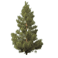 Fir-Tree Png Image