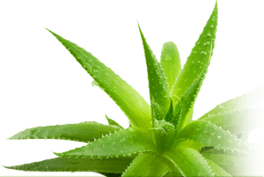 Aloe Picture - Free PNG