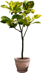 Plants Potted Flower Png - Transparent Background Potted Plant Transparent