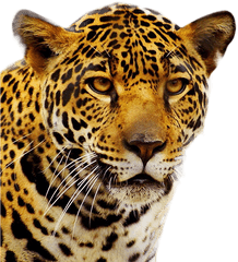 Jaguar Png - Jaguar Png