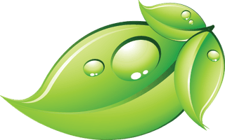 Green Leaf Free PNG HQ