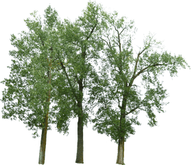 Trees With No Background - Free Photo On Pixabay Trees With No Background Png