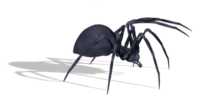 Spider Png Image