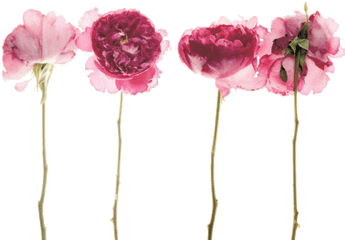 Tumblr Watercolor Flowers Pressed - Simple Real Flower Backgrounds Png