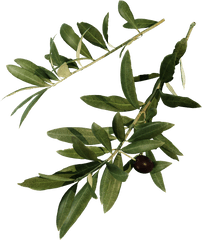 Olive - The Grove Olive Twig Png