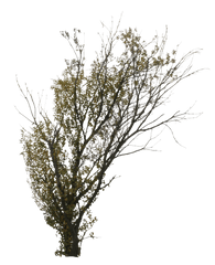 Download 2d Trees Autumn - Transparent Png Birch Trees Png Autumn Tree In Png