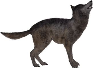 Jackal Coyote Png Download Image - Jackal