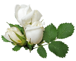 White Rose Transparent - Free PNG