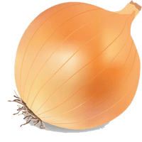 Onion Vector Transparent Image - Free PNG