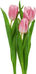 Pink Transparent Tulips Flowers Clipart - Transparent Tulips Png