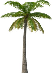 Real Palm Tree Png Hd - Transparent Background Palm Tree Png