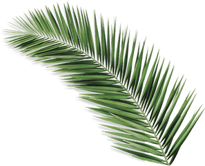 Download Palmolive Natureza Secreta AÃ§aÃ­ - Palm Leaf Iii Palm Tree Leaf Png