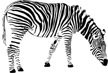 Grants Zebra Transparent - Zebra Png Vector