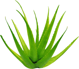 Aloe Vera Gel Png Image - Aloe Vera Pic Png