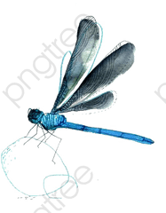 Dragonfly Clipart Real Png