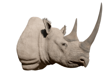 Png Image Background - Black Rhino Head Png