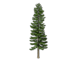 Fir-Tree Png File