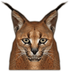 Download Caracal Jimmyzhoopz Face - Caracal Png