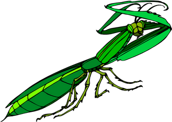 Person Standing Png Praying Mantis - Praying Mantis Clipart Png