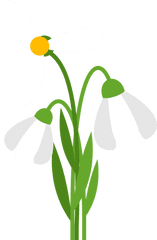 White Flower Clipart - Illustration Png