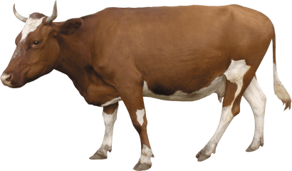 Cow Png - Cow Png