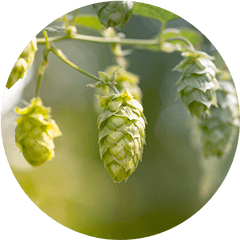 Hybrid Kegs - Hops Png