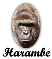 Harambe Poster Tribute Tote Bag - Harambe Png