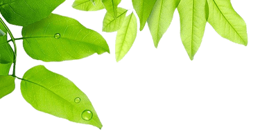 Water Photos Drop Leaf Dew - Free PNG