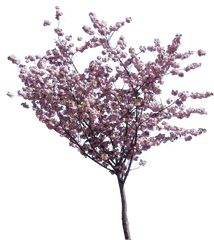 Cherry Blossom Tree Png Hd Transparent - Trees Png Cherry Blossom