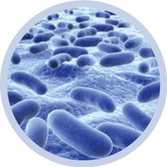 Bacteria Png Transparent Image - Bacteria Round