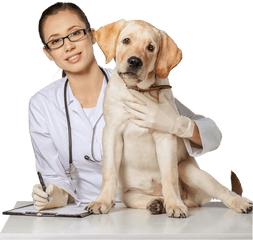 Labrador Retriever Png Veterinarian