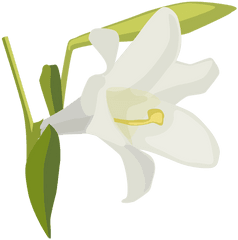 Lily Flower Bud Petal Flat - Lily Family Png