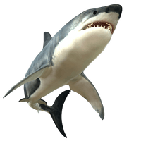 Shark Picture - Free PNG